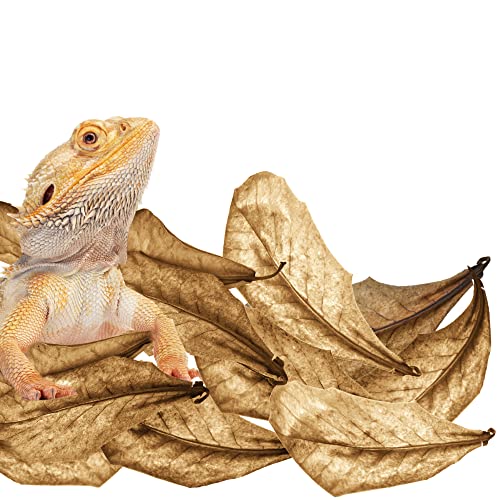 Image of SunGrow Leaf Litter Mini Catappa Indian Almond Leaves for Reptiles, 2 Inches, 100 Pack Provides Hiding Place and Visual Barrier, Maintains Humidity in Vivarium, Aesthetic Tank Decor in Gecko Terrarium