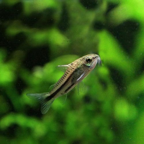 Amazon | (熱帯魚)コリドラス ピグミー (約1.5cm)(5匹) | 観賞魚