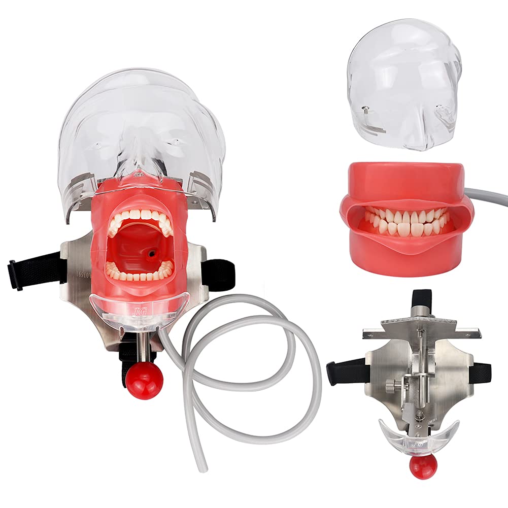 歯科マネキン ファントム