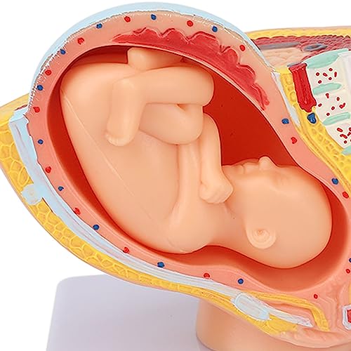 Image of Teaching Model,Pregnant Woman Anatomical Pelvis Model Removable Pregnancy 9 Months Baby Fetus Model Pregnant Pelvis Section Model for Teaching Aid for Science Classroom Study Display Teaching Model