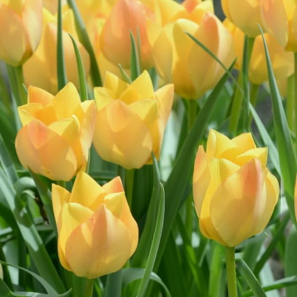 Amazon.co.jp: 3球□球根 原種チューリップ ブライトジェム きいろ