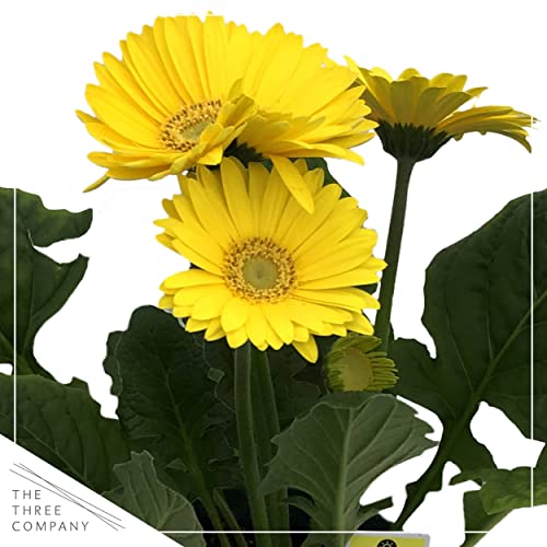 Live Gerbera Daisies - Yellow (3 Plants Per Pack) - Beautiful Spring Flowers - 12" Tall by 5" Wide in 1 Qt Pot Live Gerbera Daisies - Yellow (3 Plants Per Pack) - Beautiful Spring Flowers - 12" Tall by 5" Wide in 1 Qt Pot