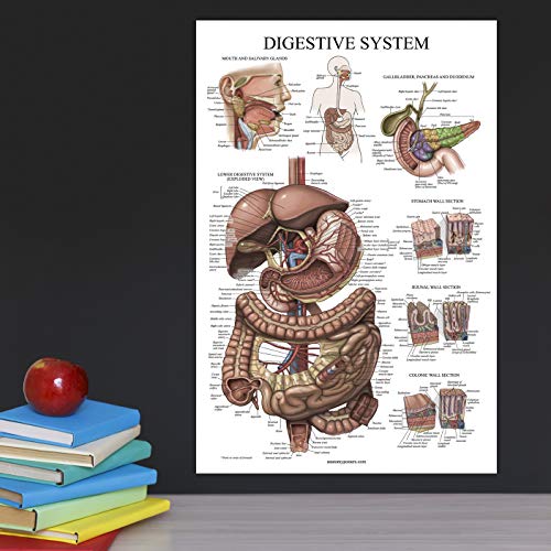 Palace Learning Laminated with Plastic Frame Digestive System Anatomical Chart - Gastrointestinal Anatomy Poster 18