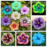 30+ Mix Exotic Hibiscus Seeds for Planting-Perennial Flower Outdoor Home Garden Flower
