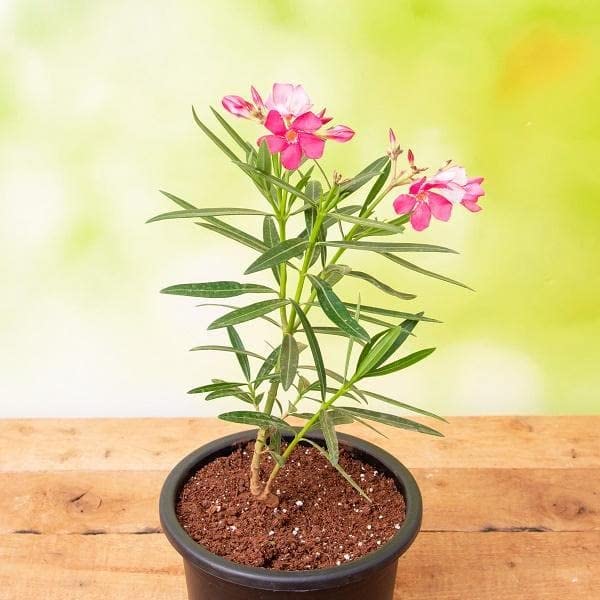Guruji Plantation Red Kaner Flower Plant Nerium Oleander Landscaping Arali Kanagile Outdoor Growing Live Kaneru Kembang with Plastic Pot (Pack Of 1) (Pink) (B0CS611PXD) Amazon Price History, Amazon Price Tracker