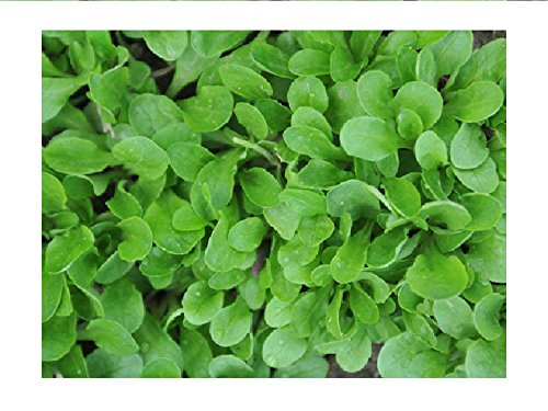 Lot de 100 graines de mâche verte à coeur plein - salade du potager