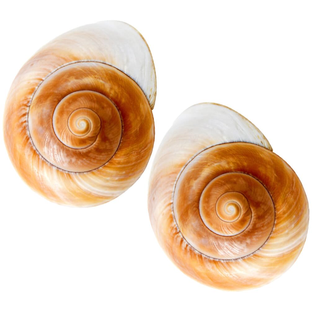 希少サイズ　完品　オウム貝の殻 大小2個セット　フタゴヤシ Amazon.co.jp: KJOET 2個 水族館 巻貝 貝殻 フェイク 海 貝殻 巻貝