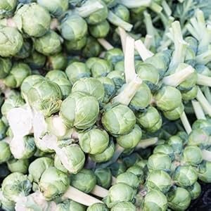 Frischer Bio Rosenkohl Samen 200pcs