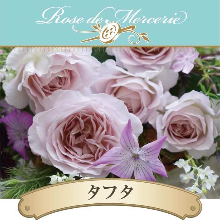 Amazon.co.jp: [ タフタ バラ 新苗 4号鉢 ] バラ苗 鉢植え 薔薇 ばら