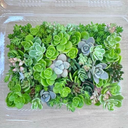 ⭐︎月⭐︎さまご予約: 養老④ 5カット　カット苗　エケベリア　多肉植物 多肉植物 カット」の人気商品一覧 | 安い商品を通販サイトから探す