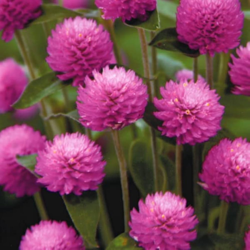 Amazon.co.jp: 千日紅・オードリー ピンクインプ 種子 0.25ml （この一