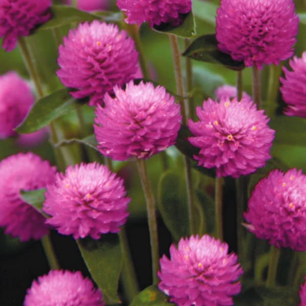 Amazon.co.jp: 千日紅・オードリー ピンクインプ 種子 0.25ml