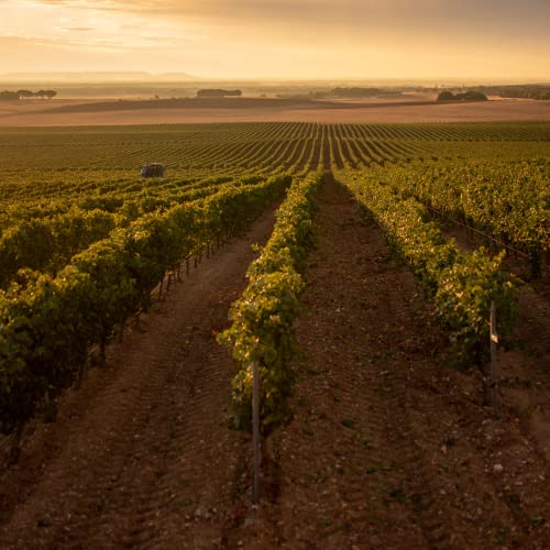 Protos-Verdejo-Estuche-Vino-Blanco-2-botellas-75cl