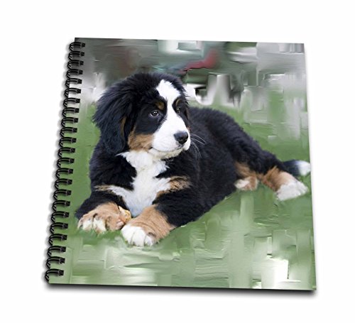 3dRose db_4038_1 Bernese Mountain Dog-Drawing Book, 8 by 8-Inch