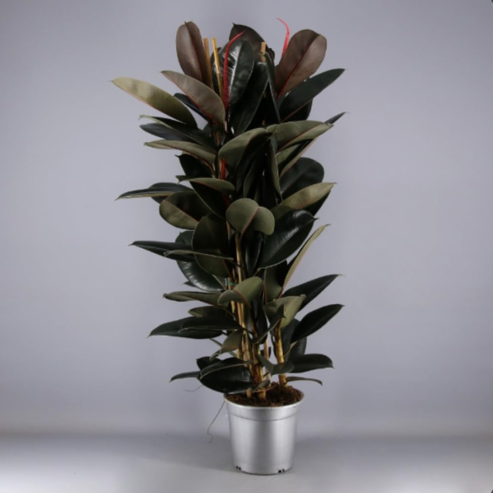 Planta natural Ficus Robusta Abidjan, 110-120 cm. Planta de interior con hojas gruesas, verdes oscuras y elegante porte. Segura Garden.