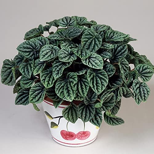 1 x Peperomia Lilian Planta de Radiador | Planta Ideal de Interio...