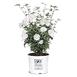 Proven Winners 2 Gal. White Pillar Rose of Sharon (Hibiscus) Shrub