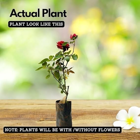 Image of Climbing Red Rose Live Plant with Pot | Fragrant Grafted Red Rose Creeper Plant | Fast Growing Flowering Climbing Vine for Home Garden Balcony Trellis Wall Fence Outdoor Decor | Pack of 1