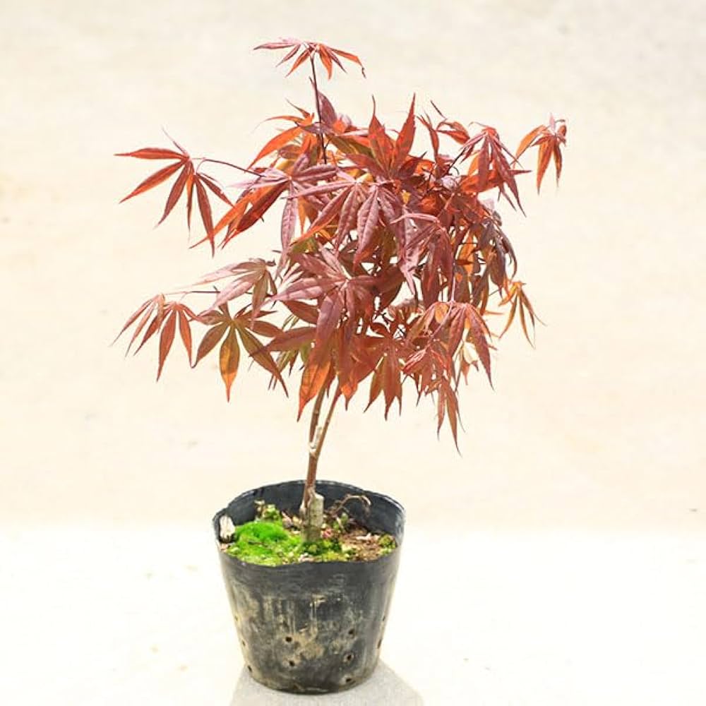 Amazon.co.jp: 庭木・植木 庭木苗：猩々野村モミジ（しょう