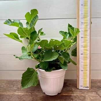 Amazon.co.jp: 果樹苗 イチジク 苗木 ホワイトイスキア (千成イチジク