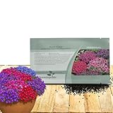 Outsidepride Royal Mix Aubrieta Rock Cress Seeds - 5000 Pcs Perennial Flower Seeds, Easy to Grow, Low Maintenance, Cascading & Low Growing, for Baskets, Rock Walls, or Ground Covers