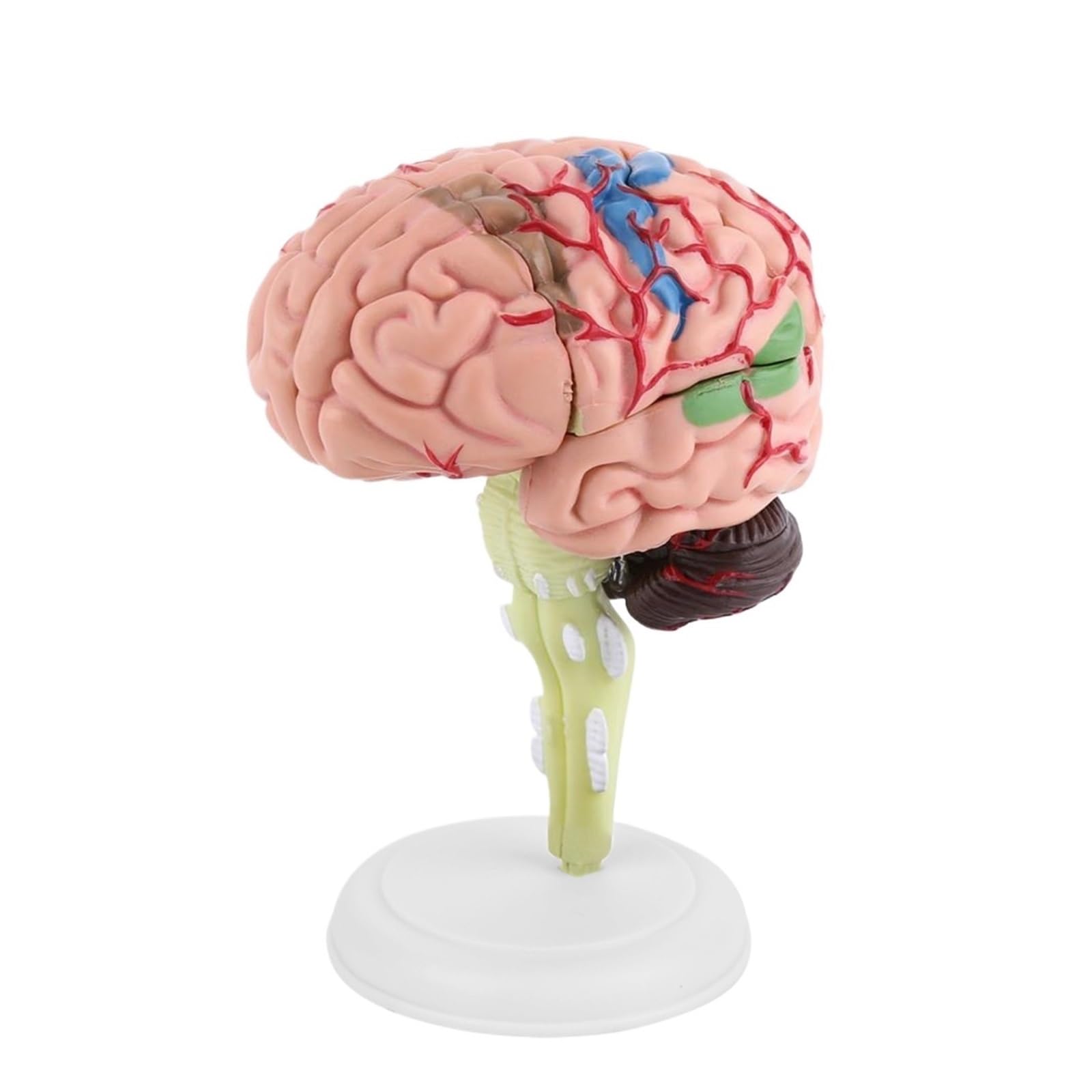 GTHTUHFD Disassembled Human Brain Model Medical Teaching Tool Toy
