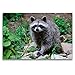 Produktbild Premium Textil-Leinwand 120 x 80 cm Quer-Format Waschbär | Wandbild, HD-Bild auf Keilrahmen, Fertigbild auf hochwertigem Vlies, Leinwanddruck von Dieter-M. Wilczek