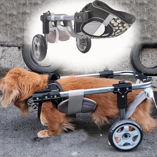 Dispositif de soutien à la marche pour de belles promenades avec votre chien