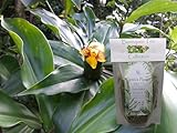 Insulin Plant (Costus Pictus) 3oz Fine Grit Loose Leaf