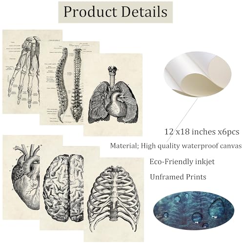 Ohhvvow Human Anatomy Artwork Medical Wall Picture Muscle Skeleton Vintage Poster Nordic Canvas Print Education Painting Modern Decor 12 Inchx18 Inch thumb #2