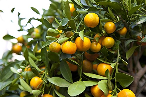 Creative Farmer Live Plants for Garden Orange Bush Orange Philippines Origin Plant Bonsai Type Live Plants for Indoor Fruits Gardening All Season (1 Healthy Live Plant)