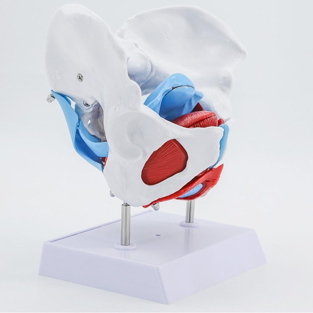 Modelo De Pelvis Femenina, Modelo De Anatomía De Pelvis Femenina Esqueleto Humano Ciencia Médica Equipo Educativo Anatomía Suministros De Medicina