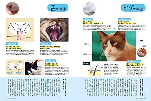 猫好きならチャレンジしてみたい 猫に関するさまざまな知識を問う 第1回ねこ検定 が開催決定 Cat Press キャットプレス