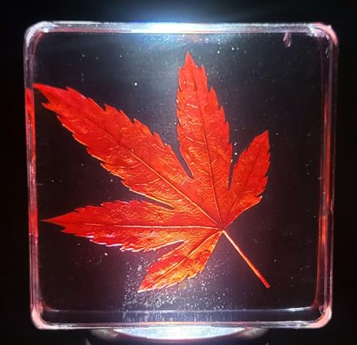 Image of 38mm Real Red Japanese Maple Leaf w /Golden Tint Under Light in Crystal Clear Lucite Resin Specimen Dried Pressed Botanist Herb Herbarium Crafts Collection Botany Science Education Ornament Display