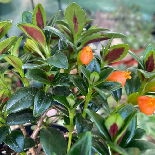 Lady Goldfish Plant Live in Pot, Tropical Goldfish Plant for Hanging Basket, Goldfish Plant Live Indoor Outdoor (2 Inch Pot)