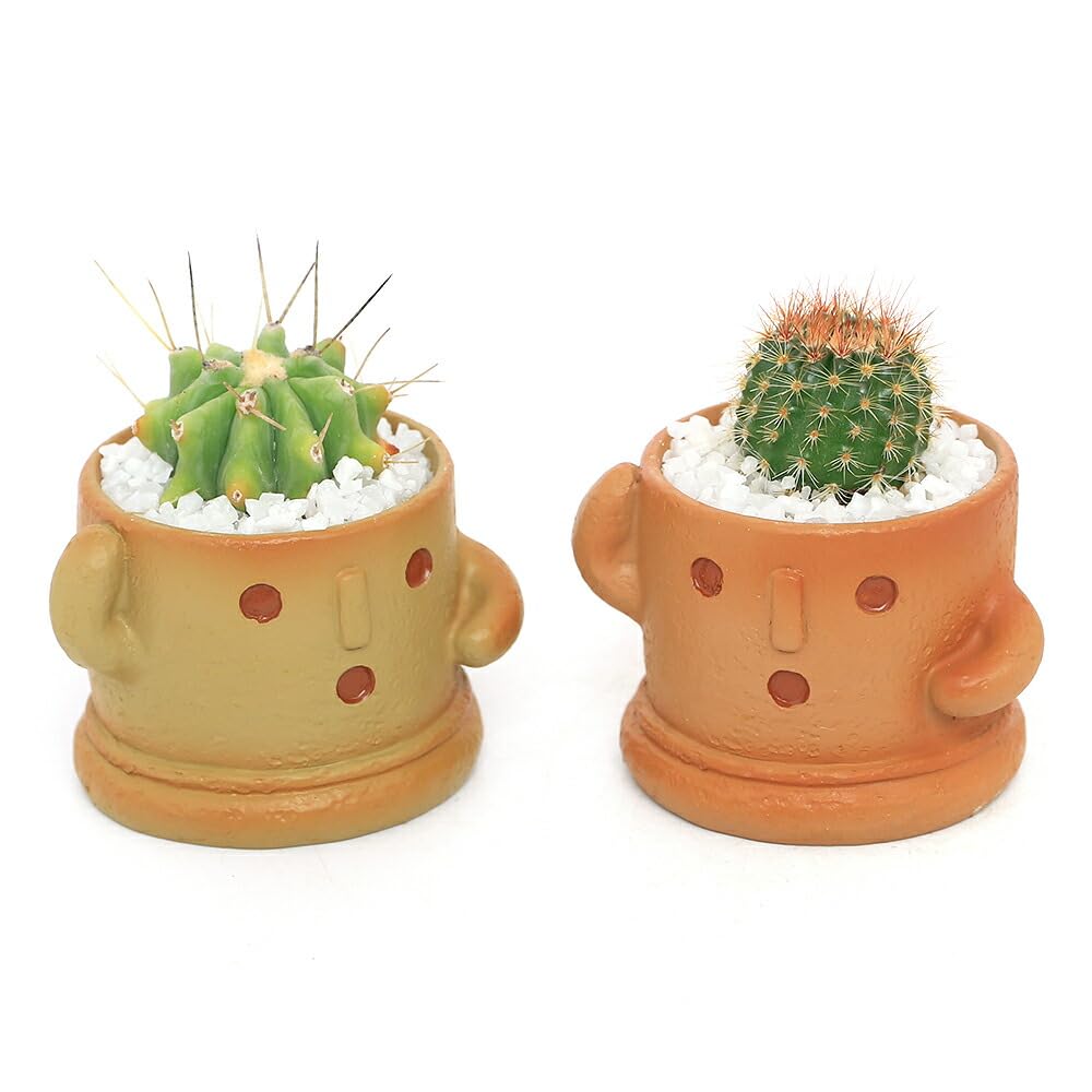Amazon｜（多肉植物）おまかせプチサボテン ハニワ（1鉢） 固まる砂