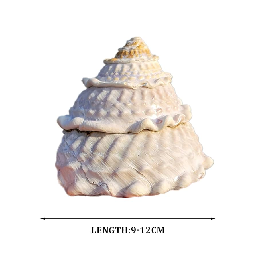Amazon.co.jp: 大きな貝殻、ジャンボ貝殻 、 天然の希少な本物の