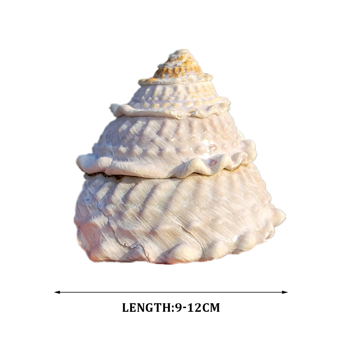 Amazon.co.jp: 大きな貝殻、ジャンボ貝殻 、 天然の希少な本物の貝殻 9