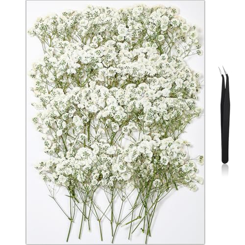 56Pcs Babys Breath Mini Dried Pressed Flowers for Crafts Real Natural Flat White Dry Flowers Bulk for DIY Wedding Invitation Resin Art Card Bookmark Scrapbook Jewelry Frame Candle Soap Making