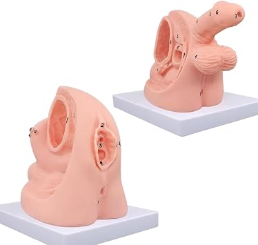 2pcs Male and Female Catheter Anatomy Model, Urinary Catheterization Model, Internal and External Genital Anatomy Model and Urinary Catheter Mold, for Clinical Teaching and Practical Training