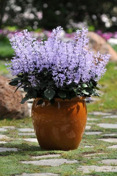 Al Falah Gardens Mona lavender plant (B0D94RGMDM) Amazon Price History, Amazon Price Tracker