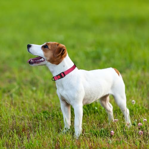 Taglory Hundehalsband, Weich Gepolstertes Neopren Nylon Hunde Halsband für Kleine Hunde, Verstellbare und Reflektierend für das Training, Hot Pink