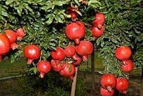 Creative Farmer Live Plant Pomagranate Chinese Rare Species Pomegranate Bonsai Suitable Tree Seeds Home Delicious Fruit Very Big And Sweet Exotic Garden Plant_PLANT-41-POMAGR35ll@