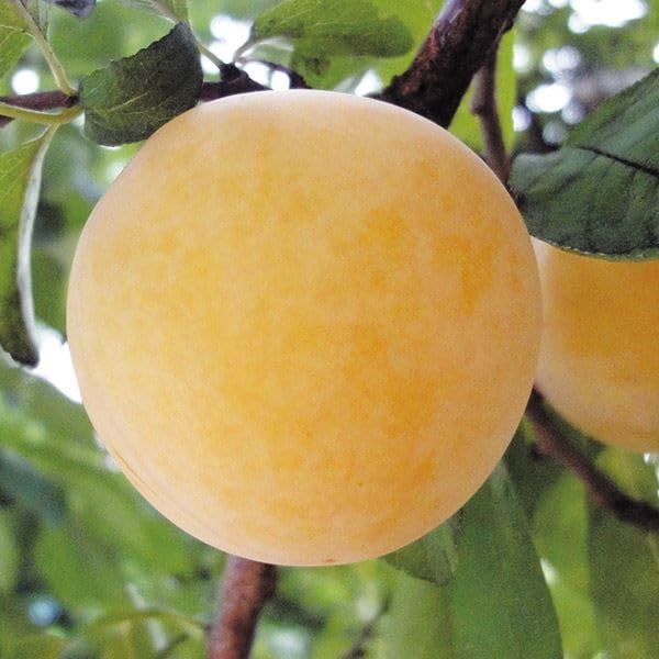 すもも imgrc0102231194.jpg