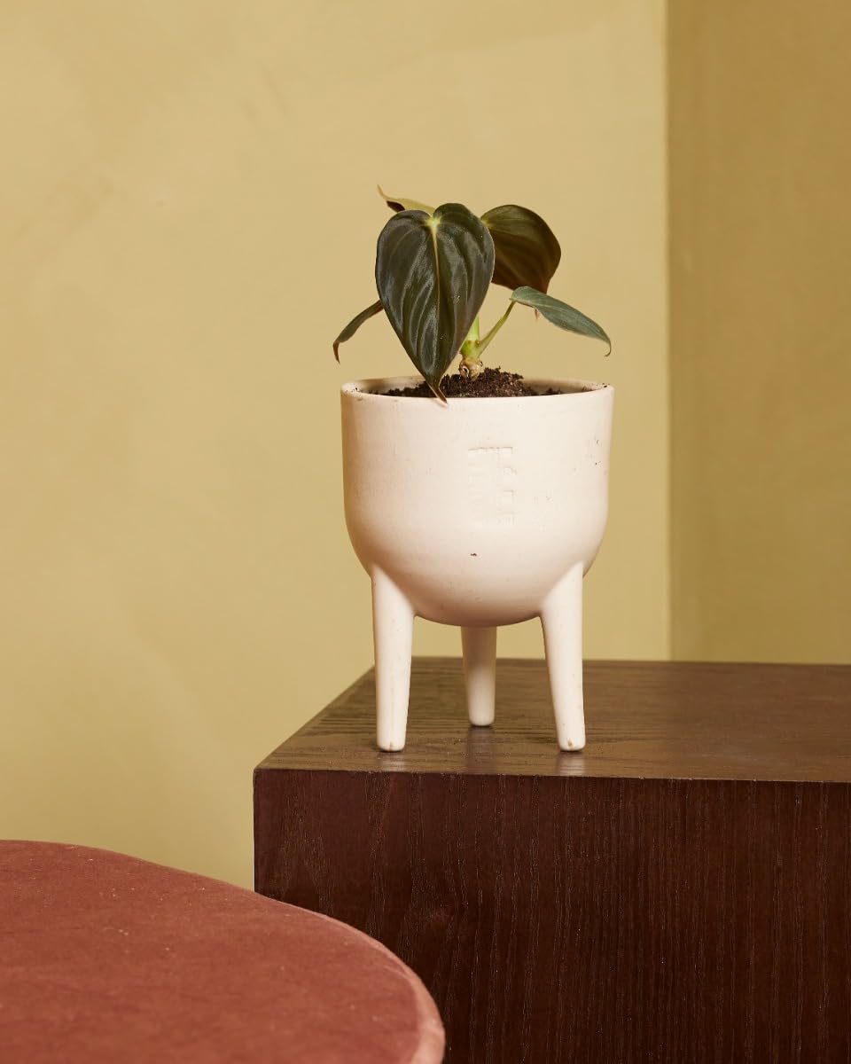 PLNTS Baby Philodendron Philodendron Melanochrysum, Indoor Plants, Real  Plants, Sustainable Packaging, 2 cm Cuttings, Height 10 cm, Direct from the  Nursery : Amazon.de: Garden