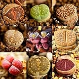 lithops kaufen basel Diese Blumensamen eignen sich zum Einpflanzen in Töpfe, Blumentöpfe, Blumenampeln, Balkone, Gärten, Innen- oder Außenbereiche und andere Orte