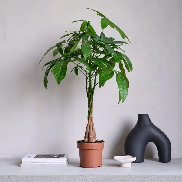 Live Money Tree Plant Pachira Aquatica with Braided Trunk | Lucky Indoor Plant, Home & Office Use, Easy Care, Single Plant Pack, Potted Houseplant (Pack of 1 Live Plant Withpot)-picture-21
