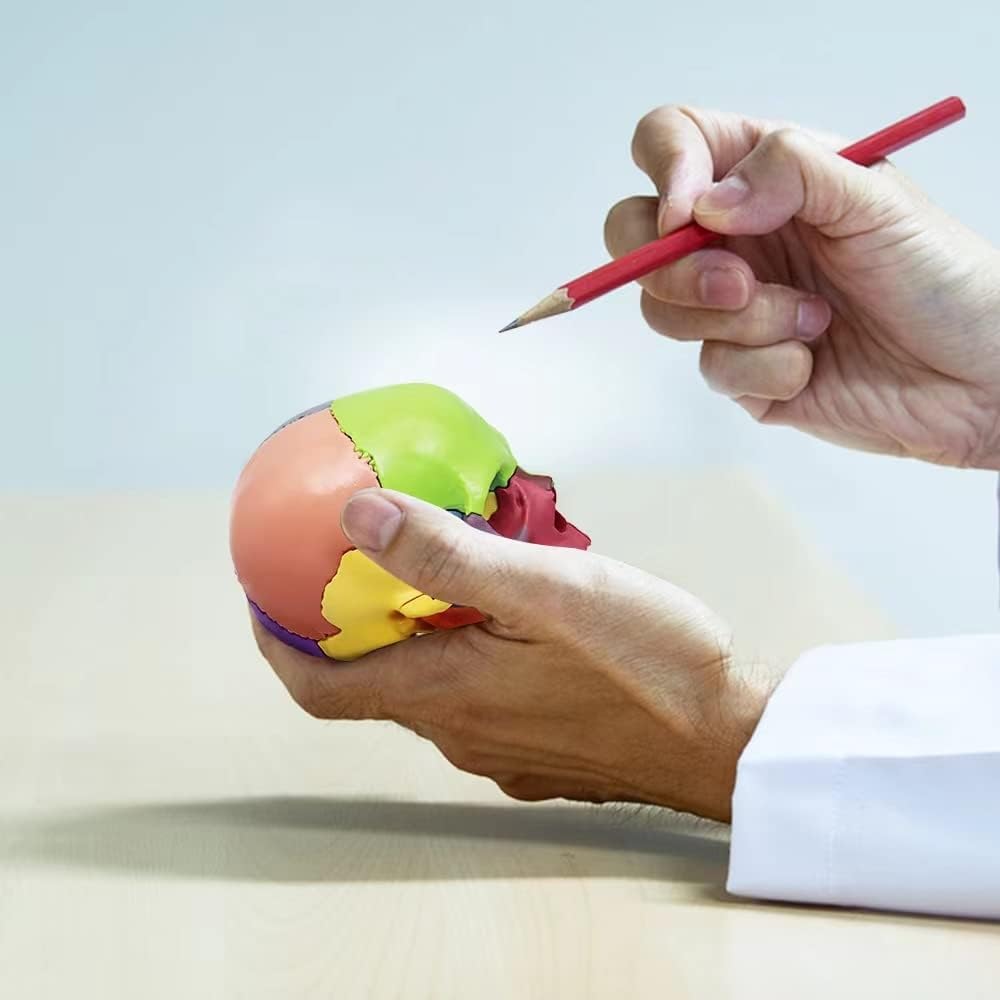 Mini modello di studio medico anatomico dello scheletro umano con manuale colorato