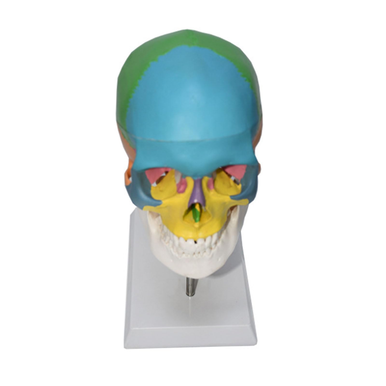Modelo del Cerebro del Tamaño Natural Modelo Coloreado del Cráneo Vértebra Cervical Esqueleto Humano Modelo Anatómico Regalo Médico Equipo Educativo