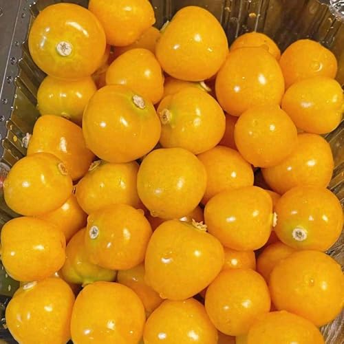 Physalis, garten hochbeet säulenobst stauden winterhart mehrjährig nachhaltige geschenke obstbaum frisches obstbäume kaufen obstsamen 200Samen Physalis, garten hochbeet säulenobst stauden winterhart mehrjährig nachhaltige geschenke obstbaum frisches obstbäume kaufen obstsamen 200Samen